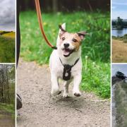 Sussex has a number of great dog walks with a mixture of lengths