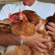 The RSPCA is urging the public to have their say on how pork, chicken and eggs are labelled