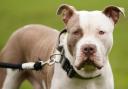 An XL Bully will be killed after its owner said it would 'attack anyone who approached it'