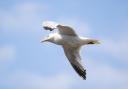 People have reported being attacked by seagulls in Brighton