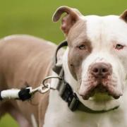 XL bully dogs will soon be banned
