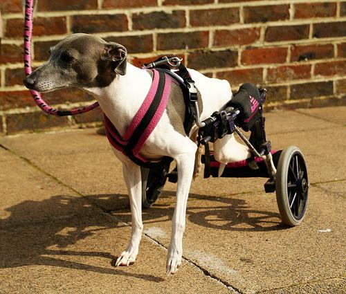 disabled dog by rah rah