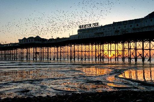 Thousands of starlings take to the sky above Brighton Pier during sunset. November 2008.