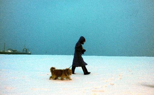 A dogwalker out early on Brighton Beach this morning