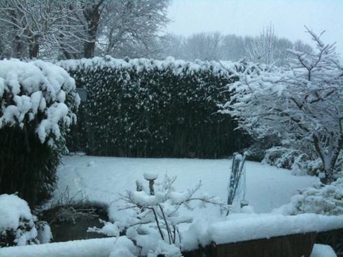 David Berman took this picture of the snow in his back garden at dawn.