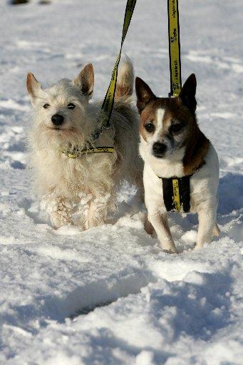 Russell is a 12-year-old Jack Russell cross, while Roly is a 15-year-old Jack Russell.
The pair are inseparable and would need to be re-homed together.
They are very cuddly dogs and are looking for a quiet, adult-only home with no other pets.