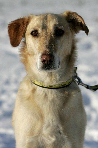 Stuart is a four-year-old male yellow labrador cross, who loves people but loves toys even more.
He is in need of a home with children aged ten and above.
He can also live with another dog.
