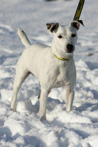 Elroy is a three-year-old Jack Russell who is an active boy with a good appetite. 
He is looking for an adult-only home.