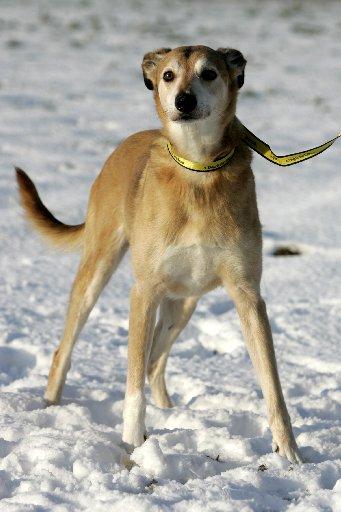 Bob is a lurcher who loves to greet everyone and have a fuss made of him.
The eight-year-old is looking for a loving home with children aged 12 and above.
