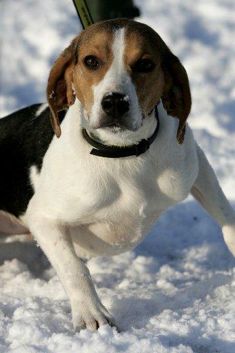 As the name suggests, Foxy is a four-year-old foxhound cross and is a delightful female dog, who loves her cuddles.
She needs a quiet household, with an active owner but she cannot live with another dog.
She can, however, live with older teenagers.
