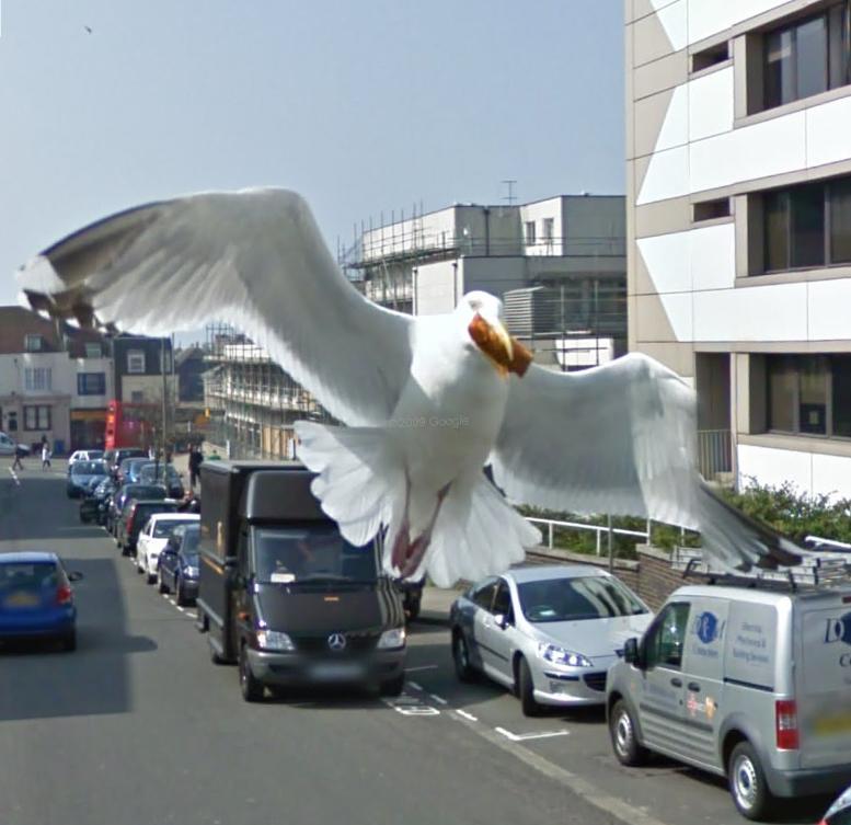 This cheeky seagull was snapped in John Street. The missing wing is probably due to the way Google meld the images to create the 360degree effect, rather than a knifepoint tussle with a cat.