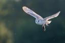 A barn owl after a successful hunt
