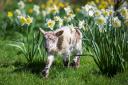 Places in Sussex to see lambs, daffodils and birds for Mother's Day