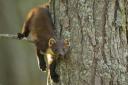 Pine martens could be reintroduced to Sussex woodlands