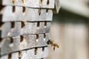 Sussex University researchers want people to get involved in their bee hotel experiment