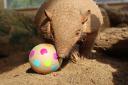 Animals at Drusillas Zoo enjoyed Easter-themed treats. Pictured is an Armadillo
