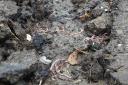 Hundreds of worms were found dead yesterday morning by a river