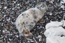 The seal has been on the beach taking 'well-deserved breaks'