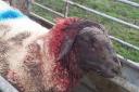 Farmer Jamie Russell took this picture of a sheep, one of many attacked by dogs near Lewes over the festive period