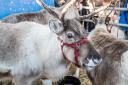 Dr Neil Crooks and Dr Angelo Pernetta from the University of Brighton, have discovered why Rudolph has a red nose