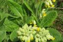 Cowslips standing small