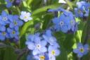 Forget me not in April