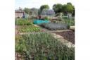 A typical allotment