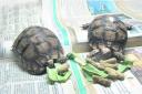 The two tortoises discovered in the back of a van in Newhaven