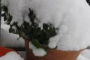 Snow growing plants