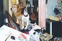 Some of the pets peer over piles of rubbish and belongings at the home the RSPCA visited in Shoreham