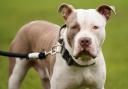 Since December 31 2023, it has been against the law to sell, give away, abandon or breed XL bully dogs (Jacob King/PA)