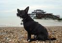 QUEEN OF BRIGHTON: Lola by the West Pier