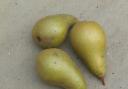 Home-grown pears come in all shapes and sizes