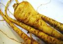 Parsnips are a sumptuous winter root vegetable
