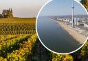 Wine growing could bring more business into Brighton and the surrounding areas
