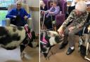 Pig visits animal-loving resident at Francis Court Care Home in Crawley
