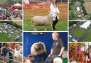 Photos from todays Sheep Fair. Images: Eddie Mitchell