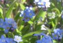 Forget me not in April