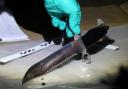 A knife recovered from the scene of a stabbing in Worthing on Monday