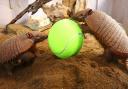 The animals at Drusillas Zoo Park had a go at tennis themed games