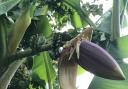 Bananas growing in Russell Flawn's garden