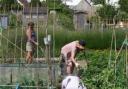 Working on BHOGGs organic allotment