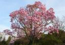 Families invited to enjoy magnificent magnolia trial at Grade II* listed gardens