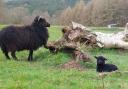 Lambing season has begun at Ashdown Forest