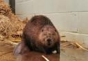 The beaver is back to enjoying eating and grooming after being washed up on a beach in Kent
