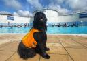 The dog swim sessions for this year have been confirmed
