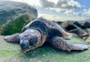 Turtles have been washing up on beaches