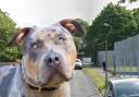 A dog was killed by two XL bullies in Patcham this weekend. File image of XL bully