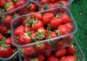 A farm where you can pick your own strawberries is opening next month for the season