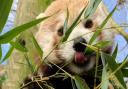 The red pandas at Drusillas love bamboo